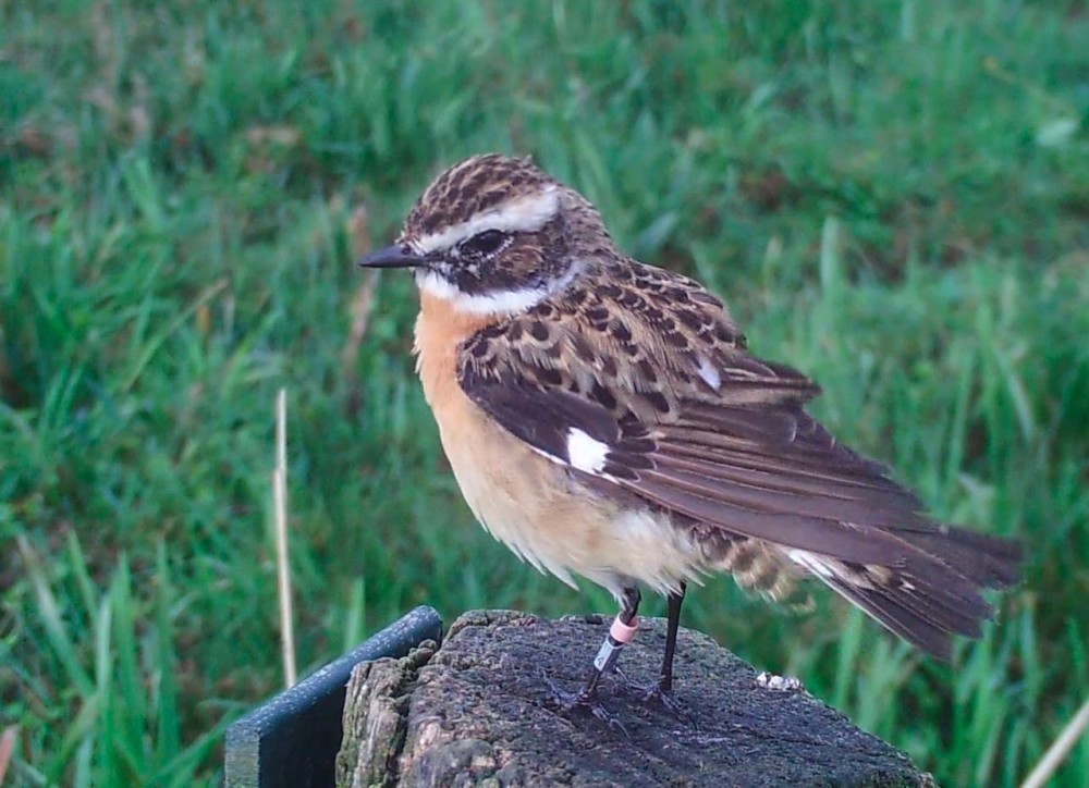 +7011874.jpeg (146.82 Kio) Vu 12549 fois tarier mâle né en 2015 et encore en vie en 2020