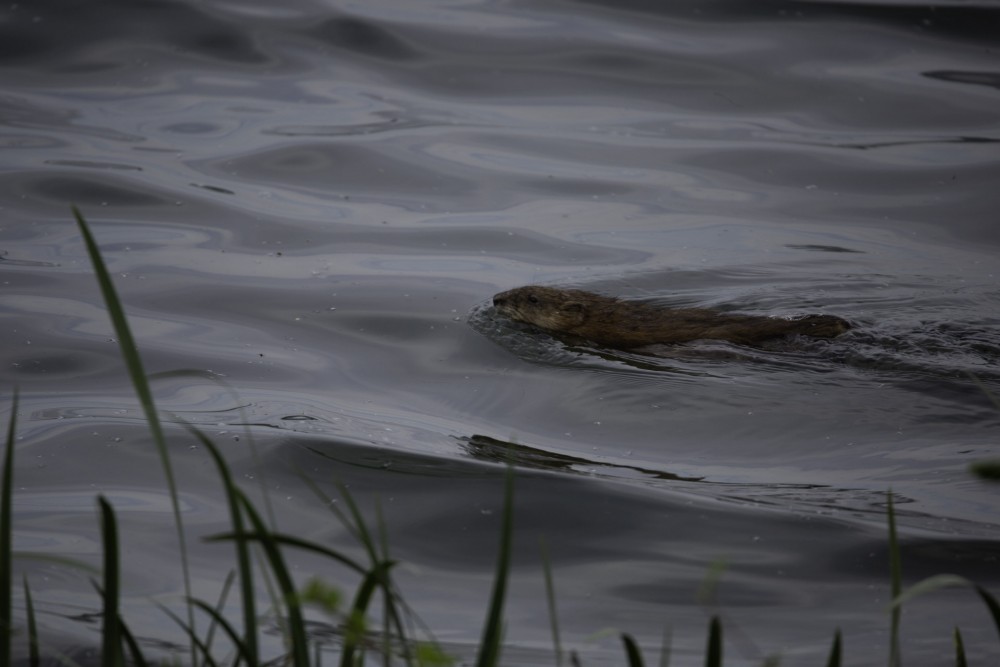 BA7A4435.jpg (234.87 Kio) Vu 11400 fois Rat musqué