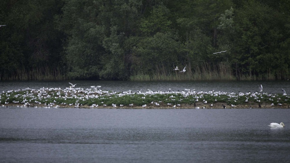 ile aux mouettes