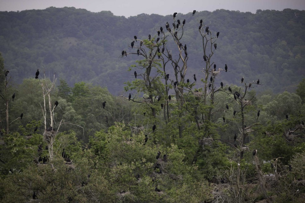 ile aux cormorans