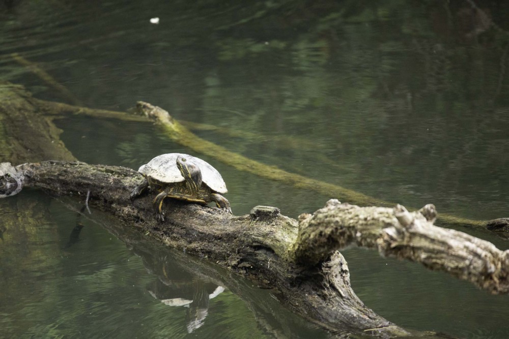 Tortue de Floride