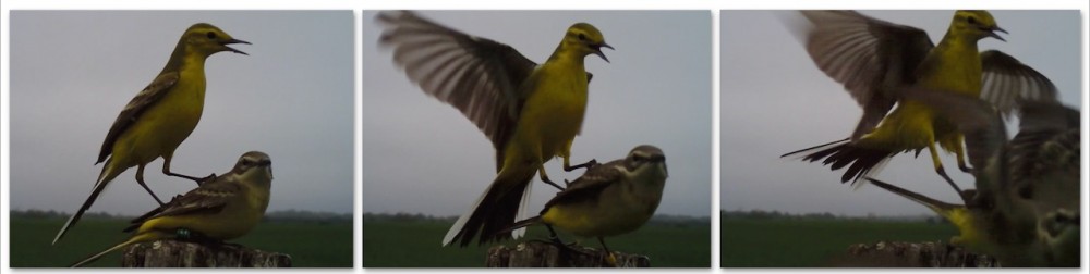 Capture d’écran 2020-05-10 à 20.15.05.jpeg (70.59 Kio) Vu 12171 fois Départ du couple après accouplement