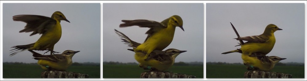 Capture d’écran 2020-05-10 à 20.13.30.jpeg (73.78 Kio) Vu 12171 fois Arrivée du mâle - accouplement