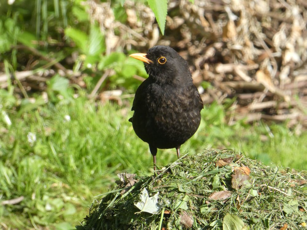 Merle de Saint-Lô qui ne dit pas "A la prochaine!" (Ph. Gachet)