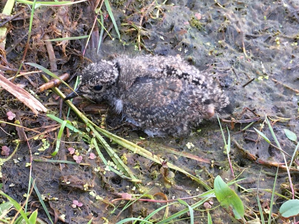 IMG_3111.jpeg (292.36 Kio) Vu 12042 fois poussin de vanneau huppé de ± 10 jours