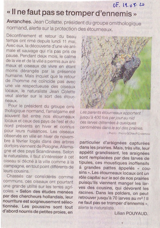 Ouest-France, 19 mai 2020, page Avranches.<br />Désolé pour Gérard , localement, les robots de correction des textes ont définitivement décidé que j'étais président du GONm... Un bon point pour le journaliste, il a réussi l'exploit de faire paraitre le crédit photographique comme il me l'avait promis. Le cliché a été fourni par un de nos adhérents de Tirepied, Pierre Champeau, que je remercie. Sur la photo, l'adulte apporte une chenille de noctuelle au jeune.