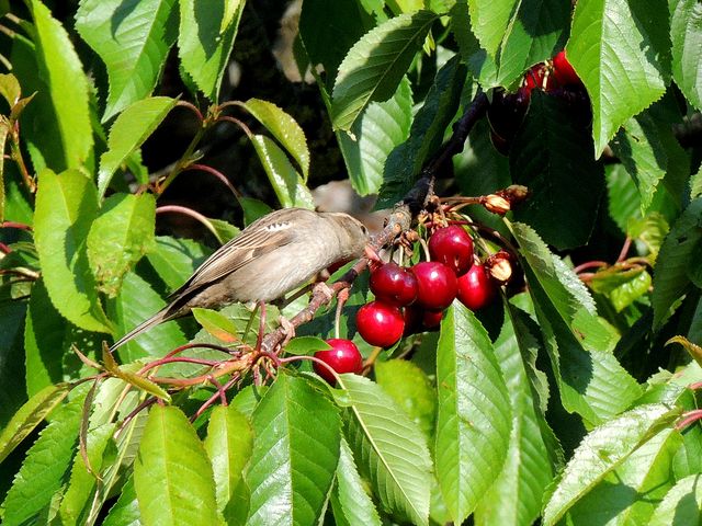 Moineau domestique