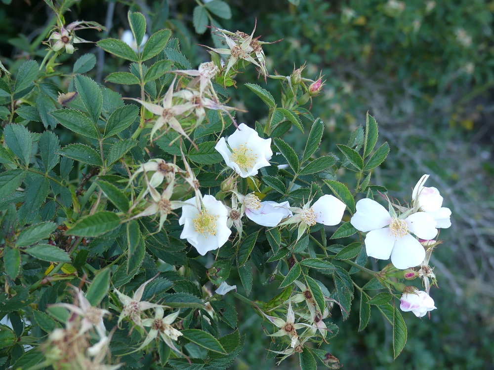 églantiers en fleur.JPG