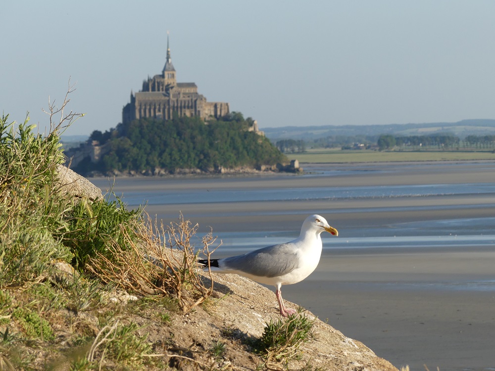 goaland argenté vers Mont.JPG