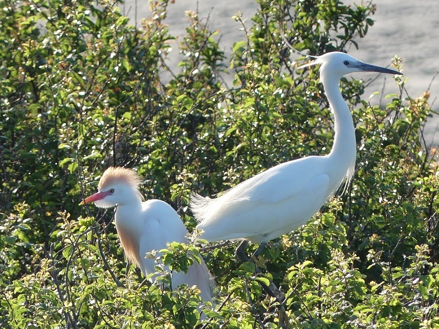 aigrette et gardeboeufs.JPG