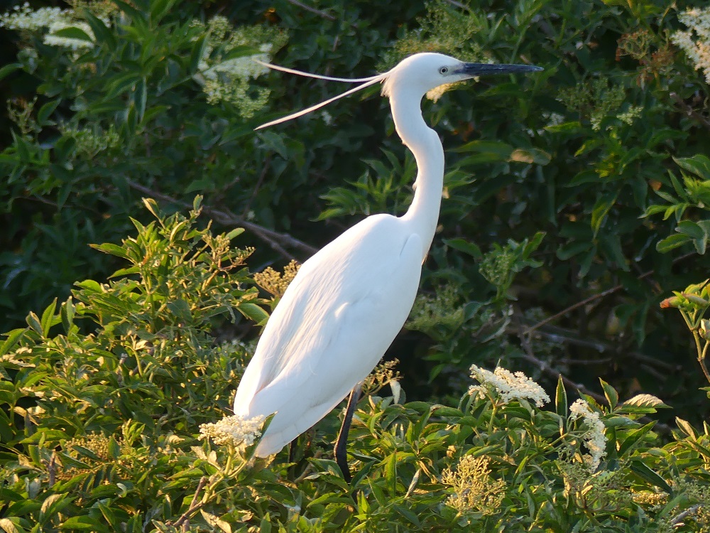 aigrette garzette Tombelaine.JPG