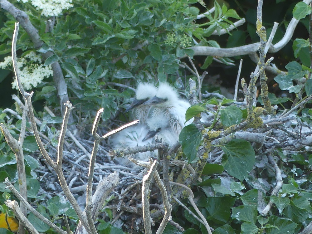 nid d'aigrette garzette.JPG