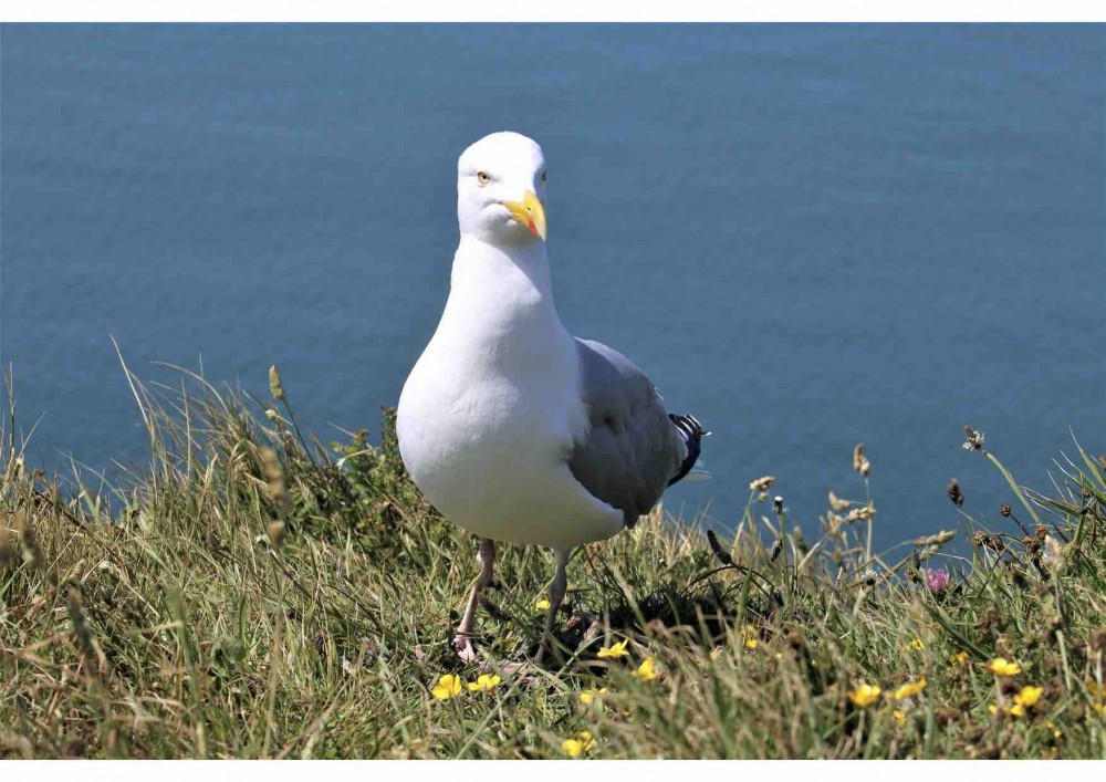 Goéland argenté (Photo Sophie Guillotin)