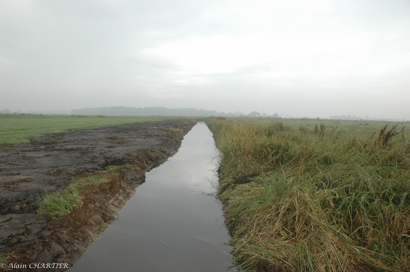Le curage permet à l'eau de pénétrer à l'intérieur même de la réserve, alors qu'elle n'était plus guère présente depuis le mois de juillet dans la majorité de fossés