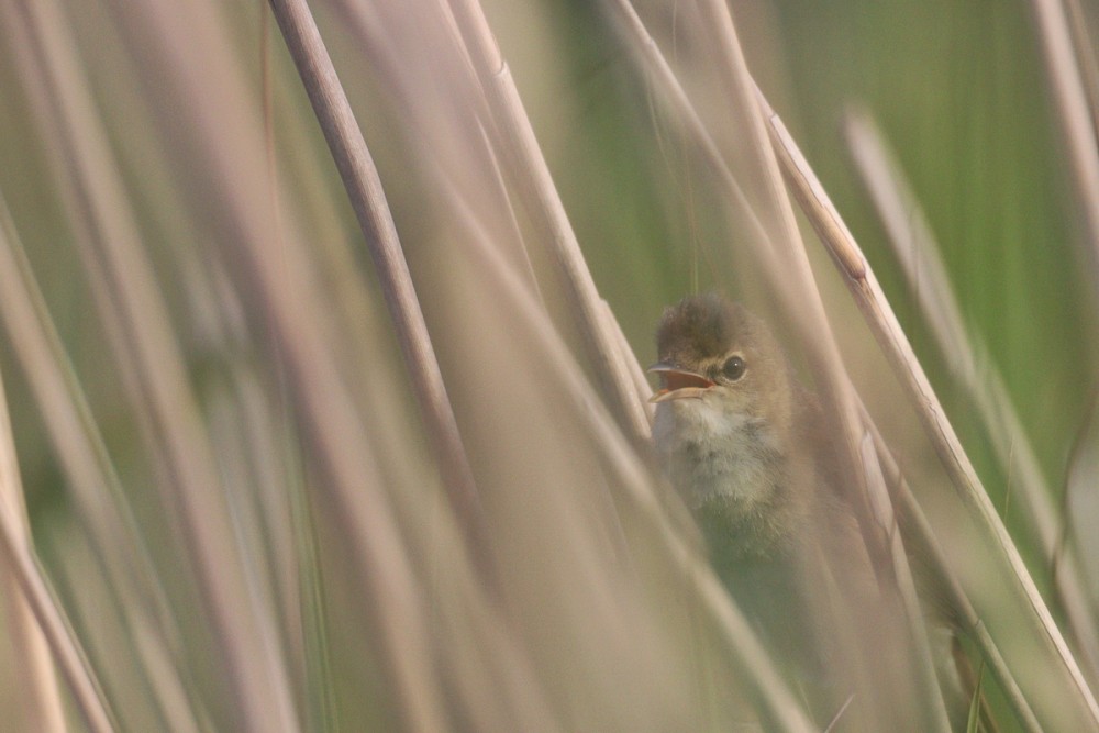 9.jpg (300.84 Kio) Vu 8040 fois Rousserolle également vocale