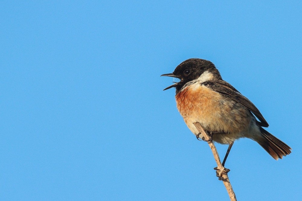 8.jpg (266.82 Kio) Vu 9063 fois Tarier très vocal