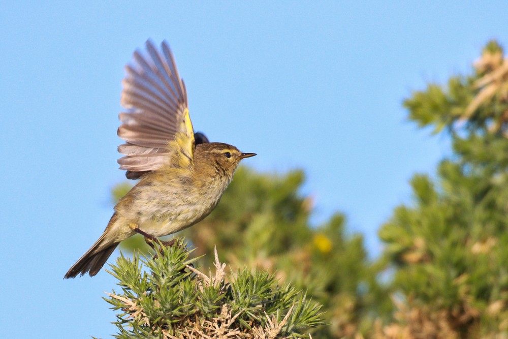 7.jpg (333 Kio) Vu 8621 fois Décollage de fitis