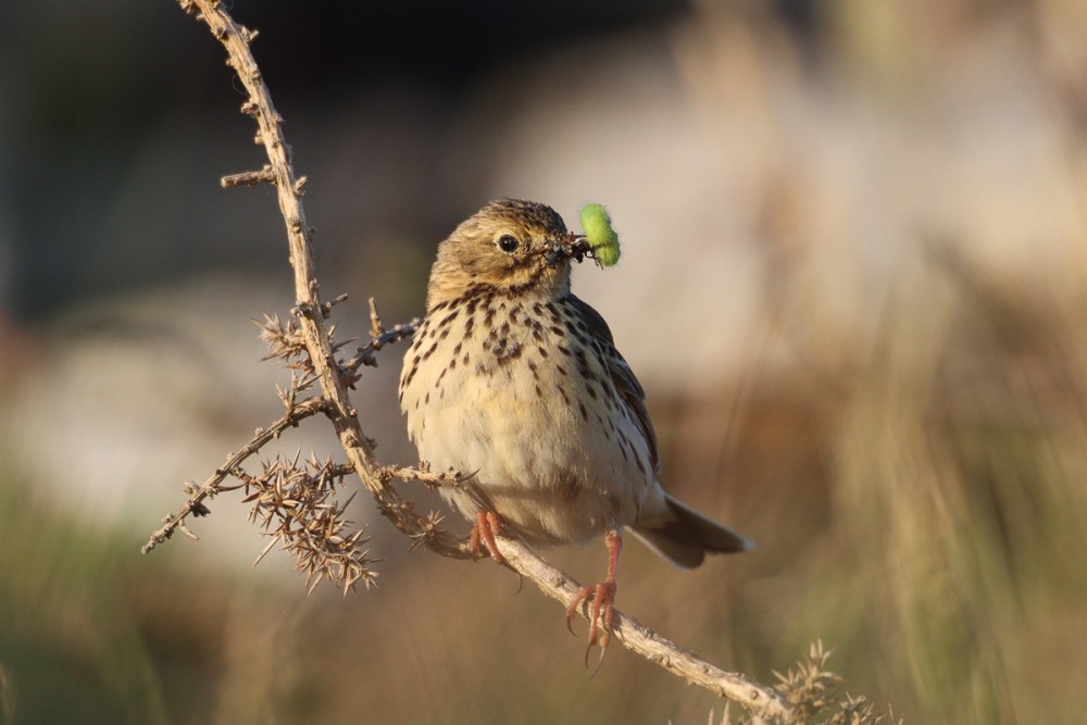 Pipit au bec bien rempli