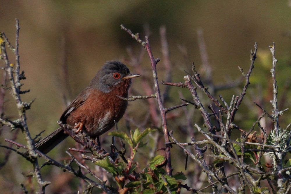 5.jpg (375.99 Kio) Vu 9066 fois Pitchou au soleil couchant