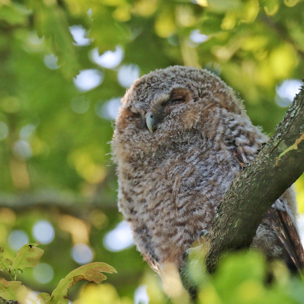 3.jpg (325.08 Kio) Vu 8987 fois Jeune hulotte au petit matin