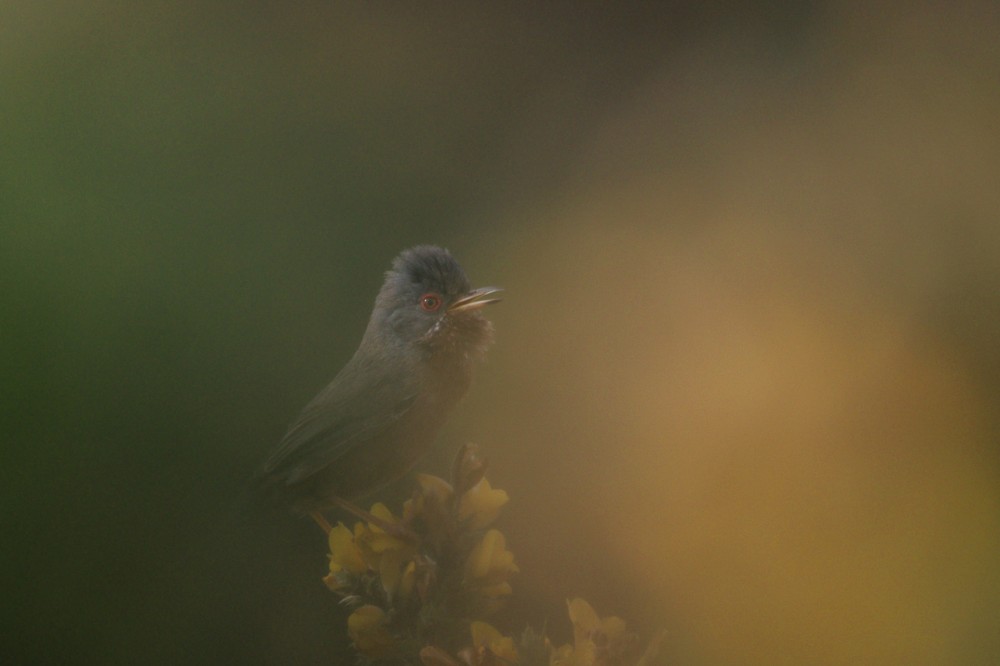 2.jpg (369.12 Kio) Vu 8222 fois Ca fait plaisir de revoir la fauvette pitchou