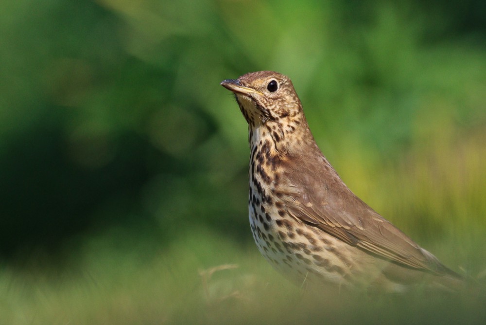 1.jpg (260.11 Kio) Vu 7631 fois La grive du confinement, elle a extrait des centaines de vers de terre