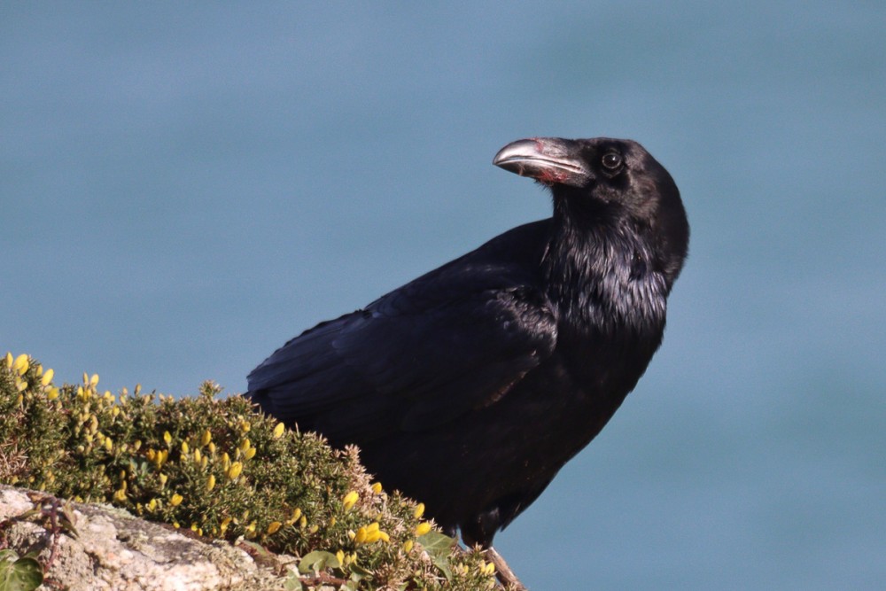 0.jpg (332.75 Kio) Vu 8983 fois Le grand corbeau