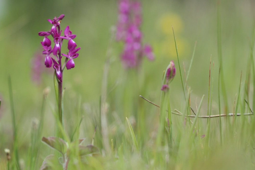 Orchis à fleurs lâches.jpg