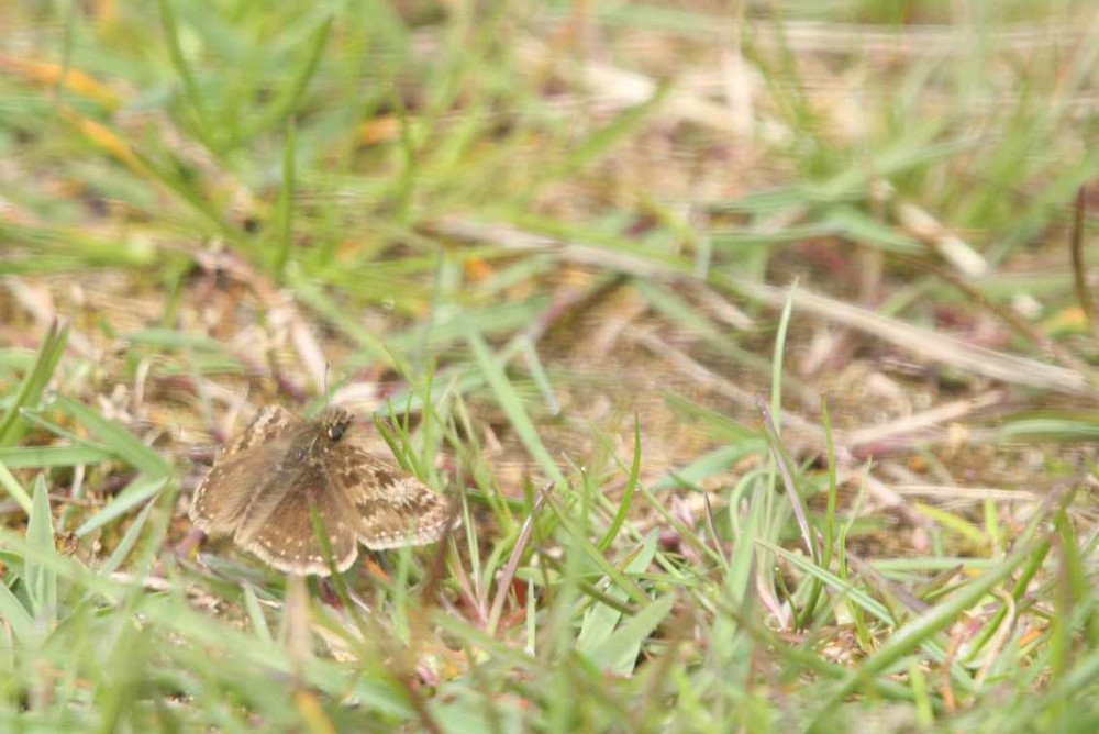 Erynnis tages-3.JPG