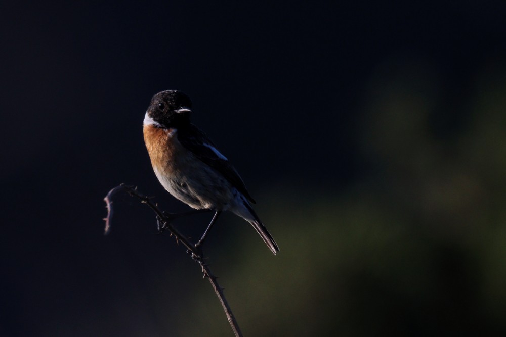 Tarier pâtre au soleil couchant dans les landes de Vauville