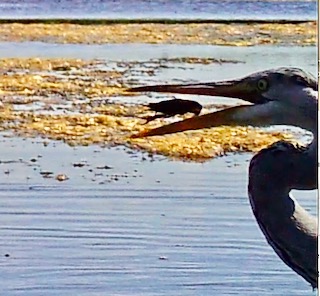 l'écrevisse de Louisiane : un met recherché du héron cendré