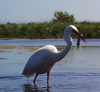 la grande aigrette et le brocheton