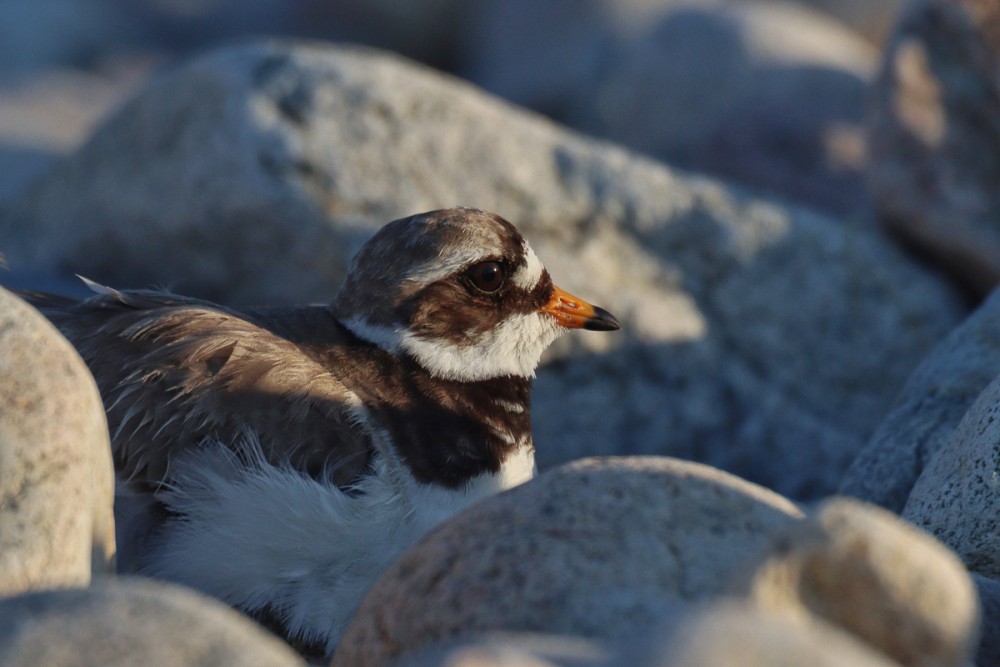 29.jpg (274.26 Kio) Vu 8813 fois Adulte avec 2ème jeune sous l'aile