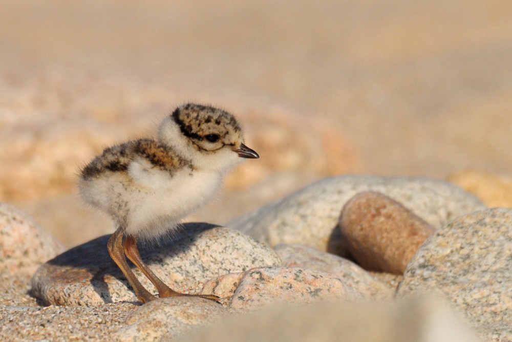 Petit jeune sur la plage près du chemin des douaniers