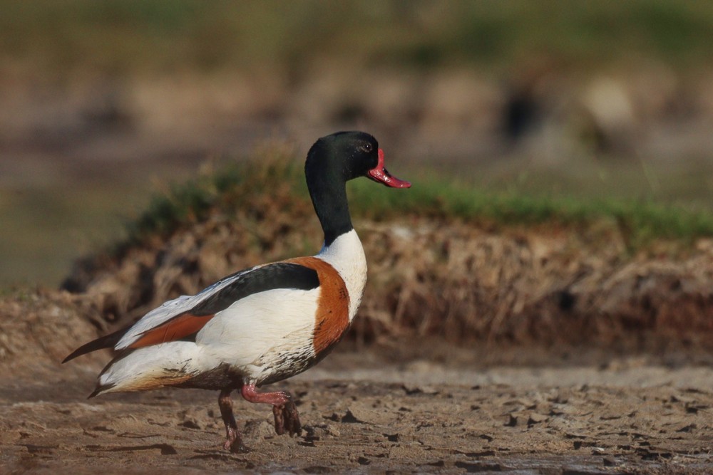 26.jpg (310.46 Kio) Vu 8813 fois Couple de tadornes dans les mares de Goury