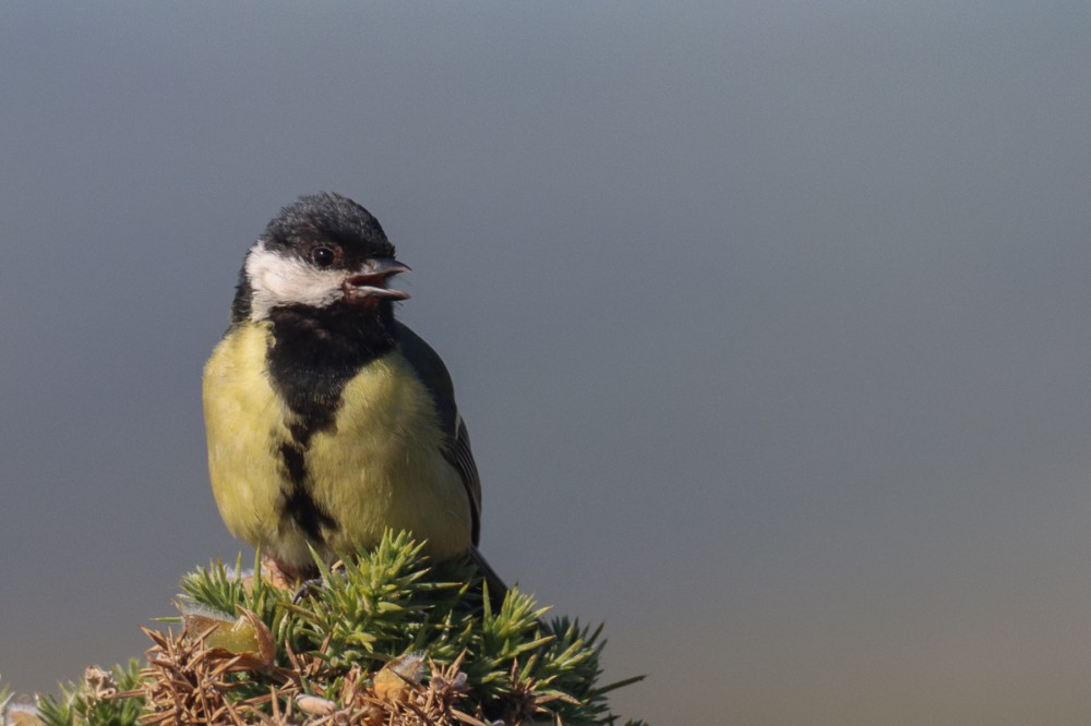 Mésange affamée