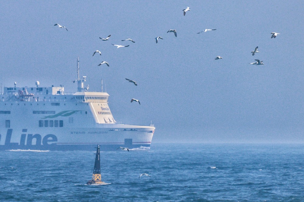 24.jpg (294.41 Kio) Vu 8419 fois Fous de Bassan au large de Jardeheu