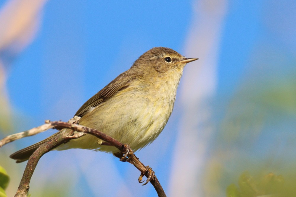 22.jpg (312.09 Kio) Vu 8813 fois Pouillot fitis, toujours en mouvement