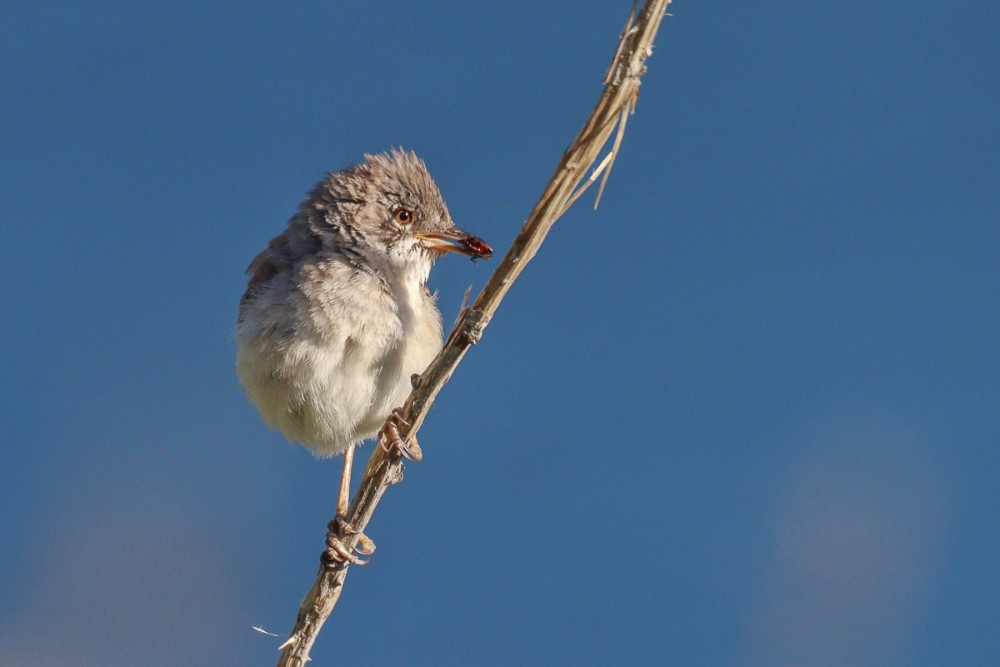 21.jpg (284.8 Kio) Vu 8813 fois Grisette avec le dîner
