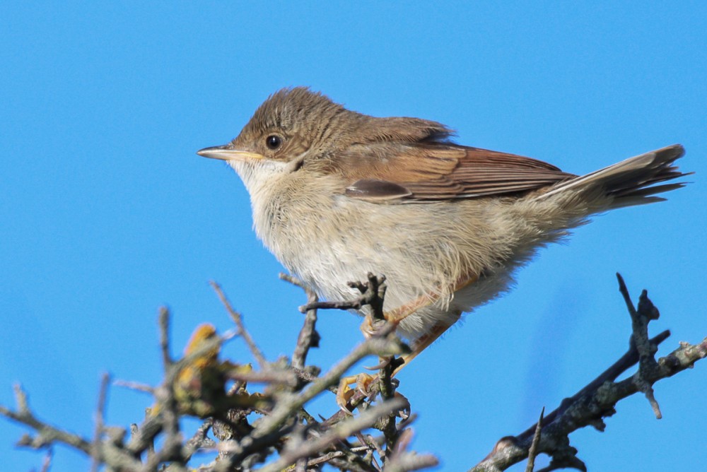 Grisette juvénile, pas trop timide