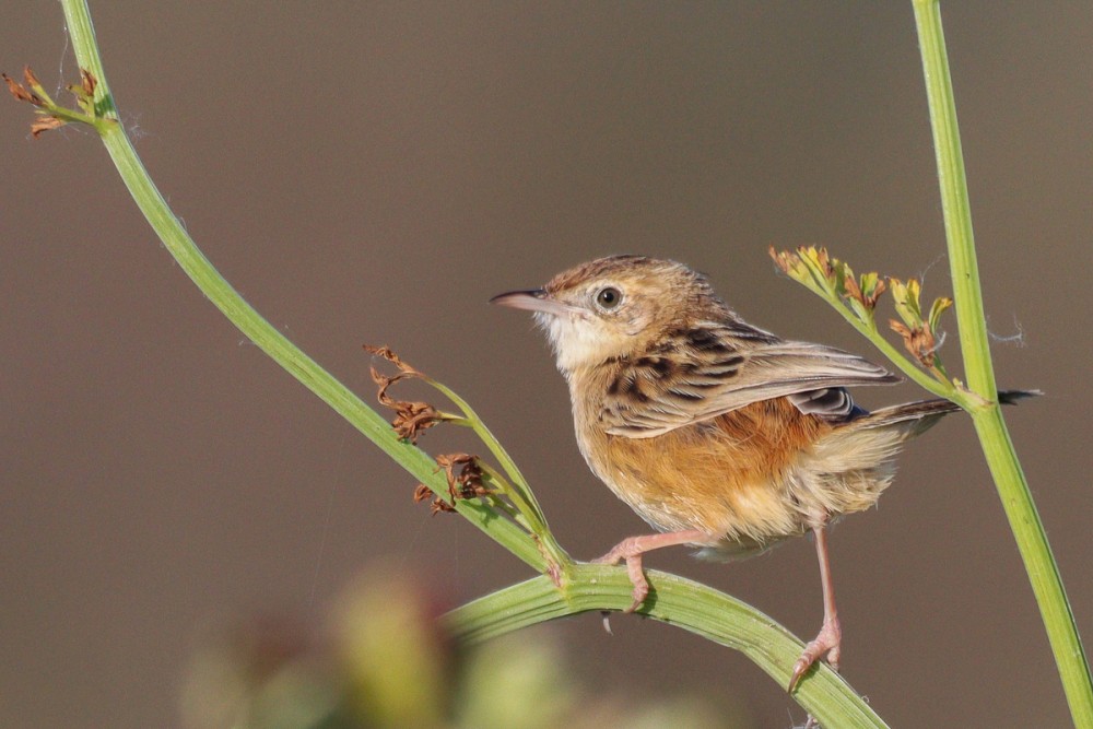 23.jpg (353.63 Kio) Vu 8419 fois Cisticole au marais à Urville