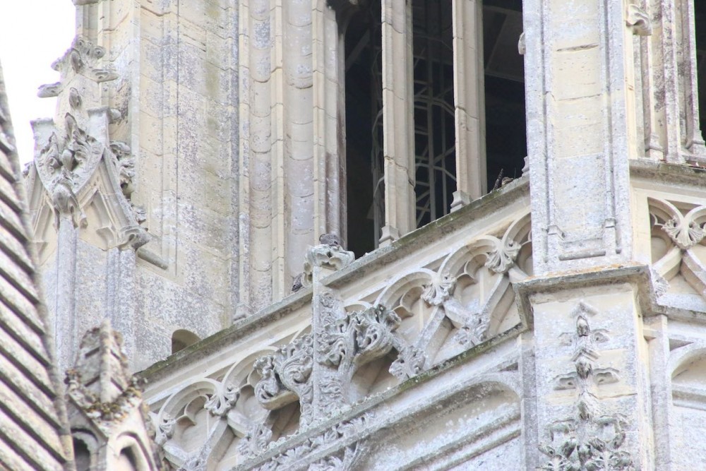 les 3 jeunes proches de l'envol mais n'ayant pas effectué le grand saut