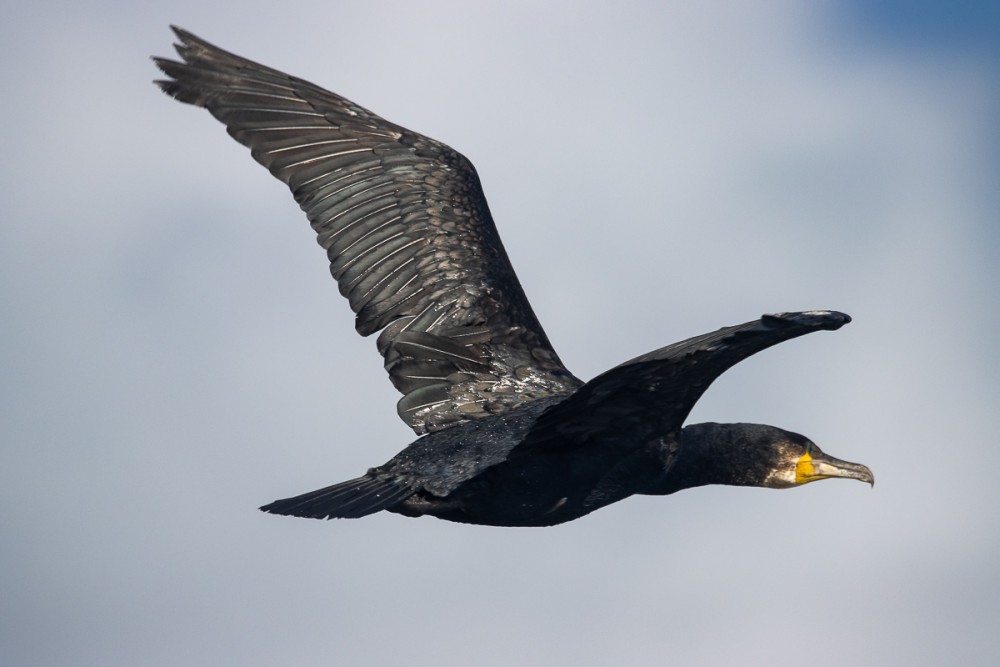 Grand cormoran de passage