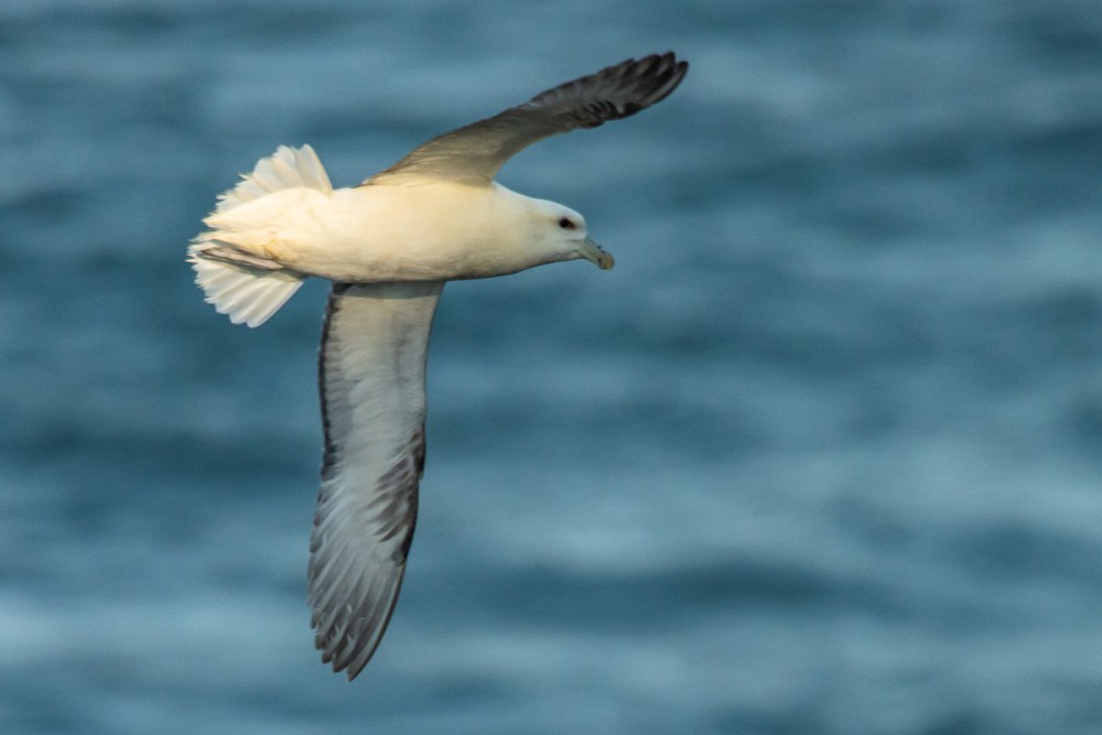 Fulmar boréal entraperçu sur les falaises de Jobourg, une rencontre inhabituelle