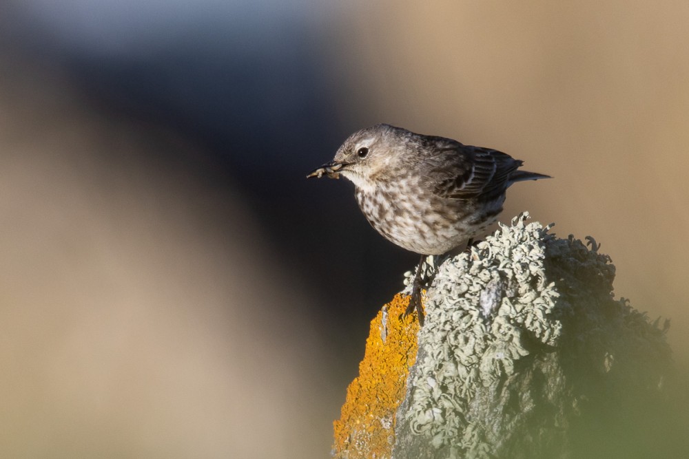 Pipit maritime nuptial, on le voit plus souvent en hiver