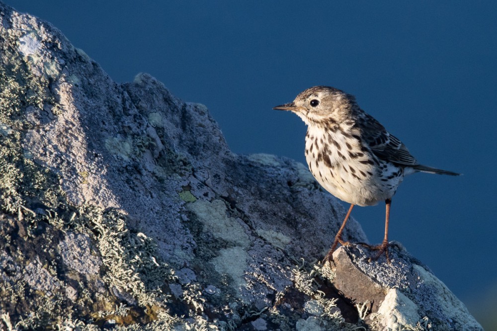 Pipit farlouse nicheur sur les falaises de Jobourg