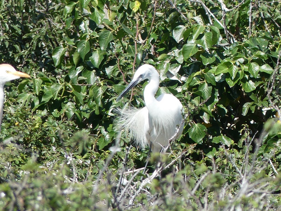 aigrette garzette 20 07.JPG