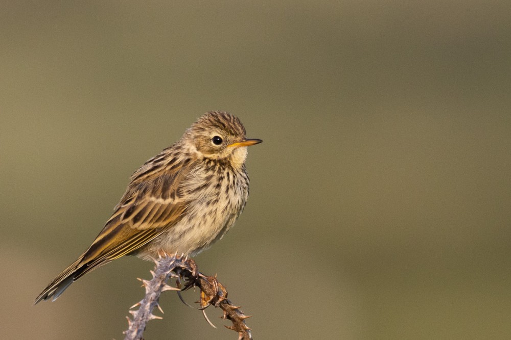 Pipit farlouse à Vauville, côé Pierres pouquelées