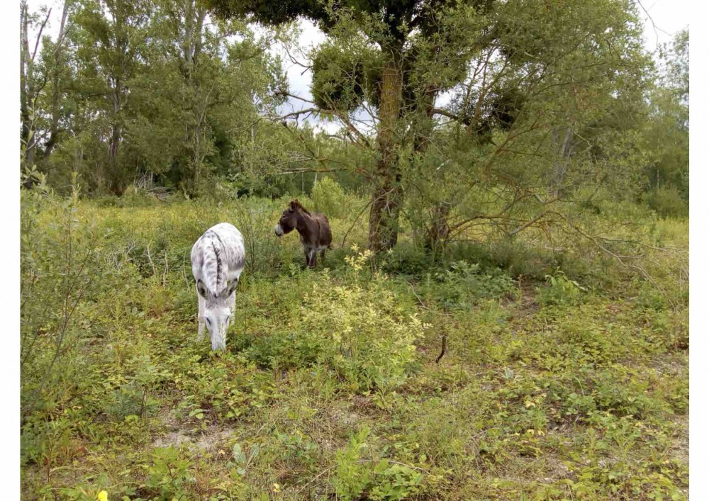 Anes dans le parc nord