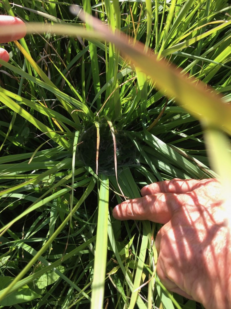 on voit les fils d'araignée destinés à fixer les feuilles et rigidifier l'ensemble